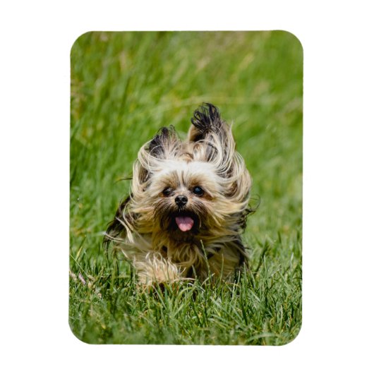 Cute Yorkshire Terrier Running Through Grass Magneet (Verticaal)