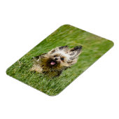 Cute Yorkshire Terrier Running Through Grass Magneet (Linkerzijde)