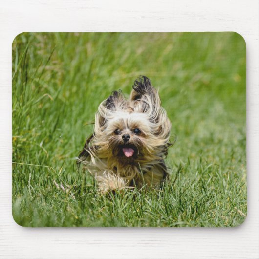 Cute Yorkshire Terrier Running Through Grass Muismat (Voorkant)