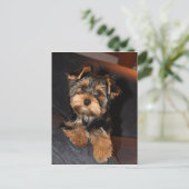 Cute Yorkshire Terrier Yorkie Briefkaart (Staand voorkant)