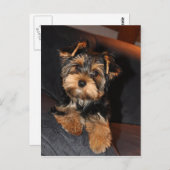 Cute Yorkshire Terrier Yorkie Briefkaart (Voorkant / Achterkant)
