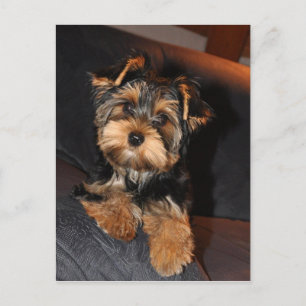 Cute Yorkshire Terrier Yorkie Briefkaart