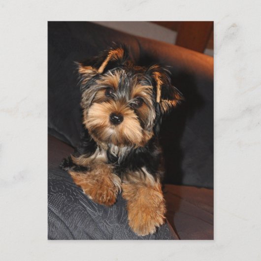 Cute Yorkshire Terrier Yorkie Briefkaart (Voorkant)