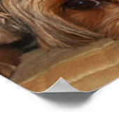 Cute Yorkshire Terrier Yorkie Puppy Poster (Hoek)