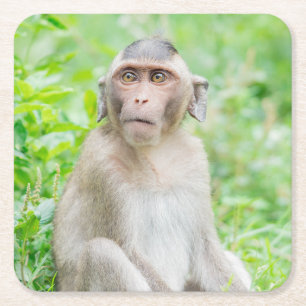 Cute Young Brown Spider Monkey Kartonnen Onderzetters