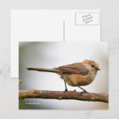 Cute Young Bushtit op de hybride fruitboom Briefkaart (Voorkant / Achterkant)