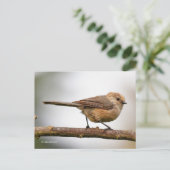 Cute Young Bushtit op de hybride fruitboom Briefkaart (Staand voorkant)