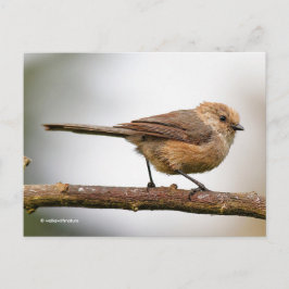 Cute Young Bushtit op de hybride fruitboom Briefkaart