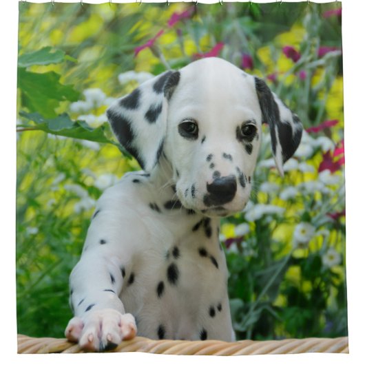 Cute Young Dalmatian Dog Puppy, Tub Douchegordijn (Voorkant)