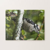 Cute Young Downy Woodpecker in de perenboom Legpuzzel (Horizontaal)