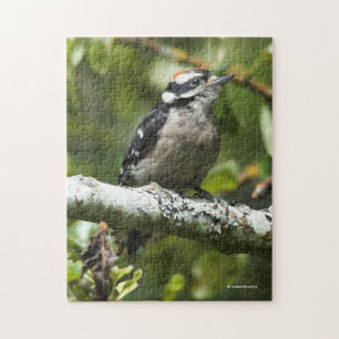 Cute Young Downy Woodpecker in de perenboom Legpuzzel