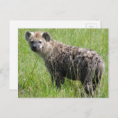 Cute Young Hyena met Wet Fur in Green Grass Briefkaart (Voorkant / Achterkant)