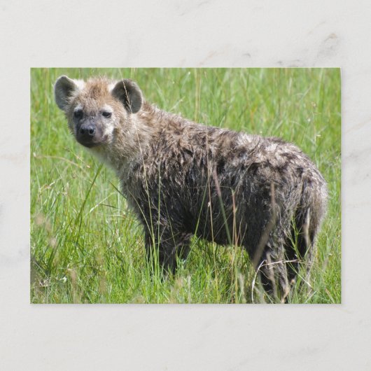 Cute Young Hyena met Wet Fur in Green Grass Briefkaart (Voorkant)