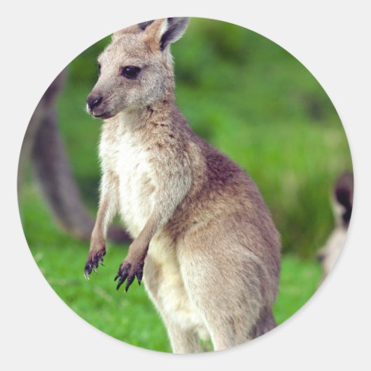 Cute young Kangaroo Ronde Sticker (Voorkant)