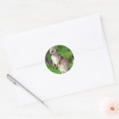Cute young Kangaroo Ronde Sticker (Envelop)