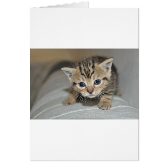 Cute Young Kitten (Voorkant)