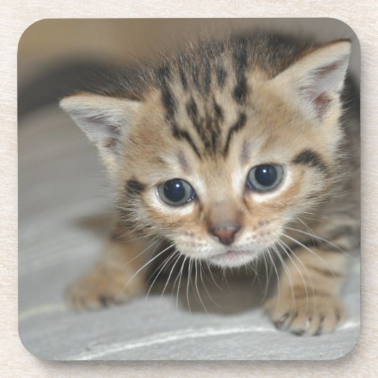 Cute Young Kitten Bier Onderzetter (Voorkant)