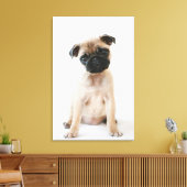 Cute Young Pug Dog Canvas Afdruk (Insitu (Woonkamer))