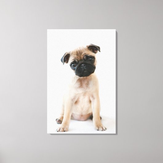 Cute Young Pug Dog Canvas Afdruk (Voorkant)