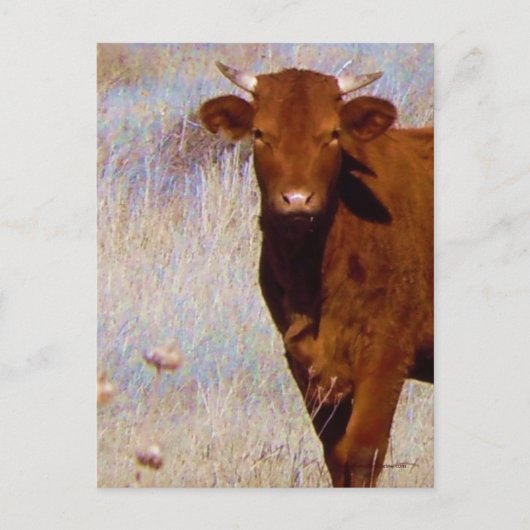 Cute Young Red Cow Cattle with Horns Western Briefkaart (Voorkant)