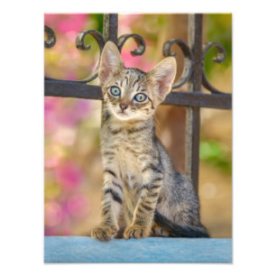 Cute Young Tabby Kitten met blauwe ogen in een tui Foto Afdruk