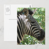 Cute Zebra Briefkaart (Voorkant / Achterkant)