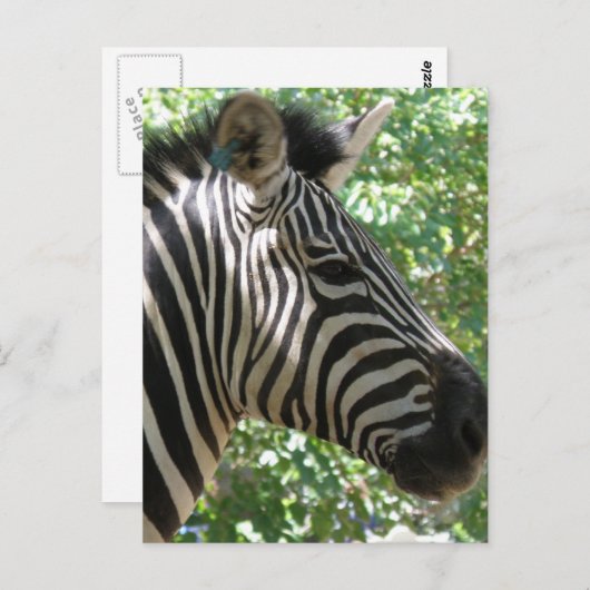 Cute Zebra Briefkaart (Voorkant / Achterkant)