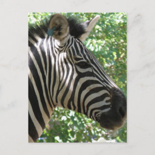 Cute Zebra Briefkaart