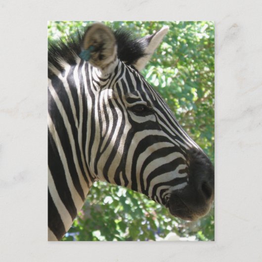 Cute Zebra Briefkaart (Voorkant)
