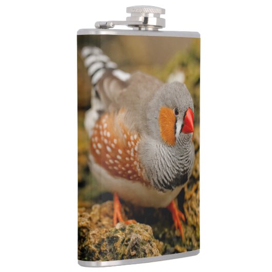 Cute Zebra Finch Songbird on the Rocks Heupfles (Rechts)