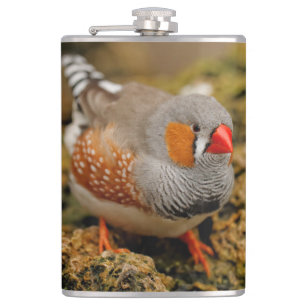 Cute Zebra Finch Songbird on the Rocks Heupfles