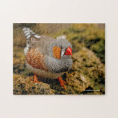 Cute Zebra Finch Songbird on the Rocks Legpuzzel (Horizontaal)