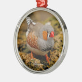 Cute Zebra Finch Songbird on the Rocks Metalen Ornament (Links)