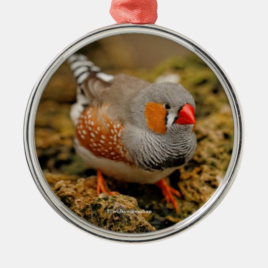 Cute Zebra Finch Songbird on the Rocks Metalen Ornament (Voorkant)
