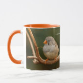 Cute Zebra Finch Songbird Sitting Mok (Links)