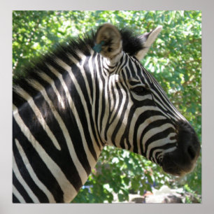 Cute Zebra Poster