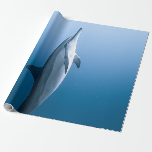 Cute Zee Dolphin Cadeaupapier (Uitgerold)