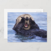 Cute Zee Otter | Alaska, Verenigde Staten Briefkaart (Voorkant / Achterkant)