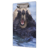 Cute Zee Otter | Alaska, Verenigde Staten Klembord (Links)