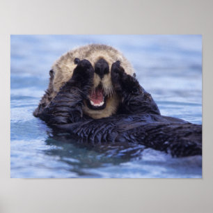 Cute Zee Otter   Alaska, Verenigde Staten Poster