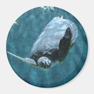 Cute Zee Turtle swimming in oceaan Foto Magnet