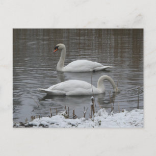 Cute Zwanen in Winter DIY Ansichtkaart Feestdagenkaart