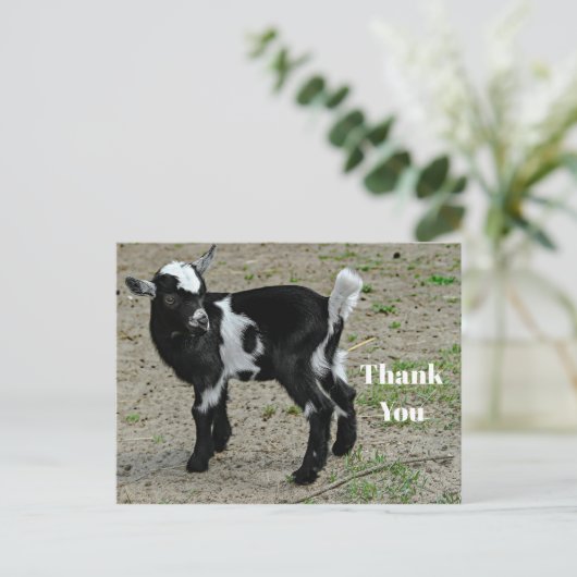 Cute zwart-witte babyschattige geitenfoto bedankt briefkaart (Staand voorkant)