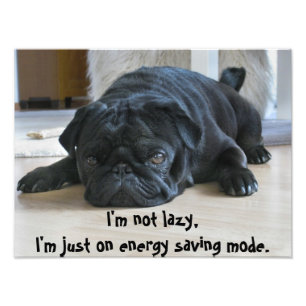 Cute Zwarte Pug Puppy Luiheid Poster