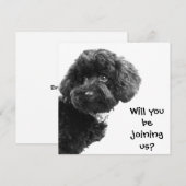 Cute Zwarte Toy Poodle © Persoonlijke Feest Uitnod Kaart (Voorkant / Achterkant)