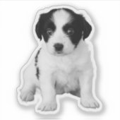 Cute Zwarte Witte Puppy Foto Sticker (Voorkant)