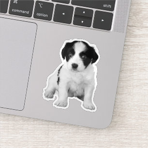 Cute Zwarte Witte Puppy Foto Sticker