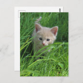 Cuteness Briefkaart (Voorkant / Achterkant)