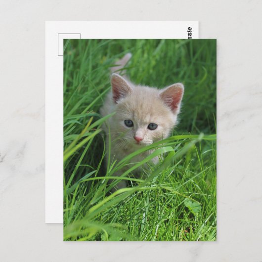 Cuteness Briefkaart (Voorkant / Achterkant)