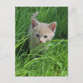 Cuteness Briefkaart